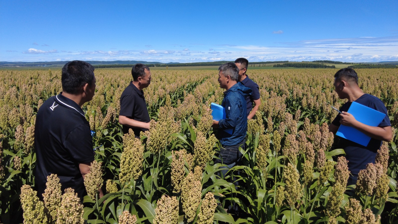 套管山药技术 农村大姐5亩土地竖立管种山药,管长15米带自动喷灌,科技与狠货