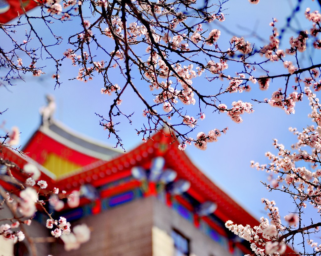 堪比武大樱花，哈工程的杏花长廊里有最哈尔滨的春天_粉色