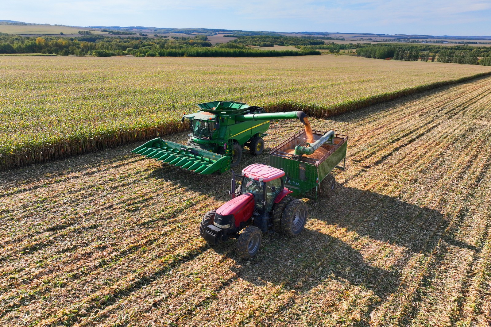 图示为红色边疆农场玉米收获现场 邹继彤摄.jpg