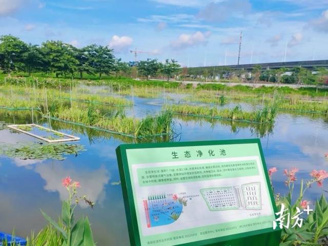 鱼塘尾水治理。受访者 供图