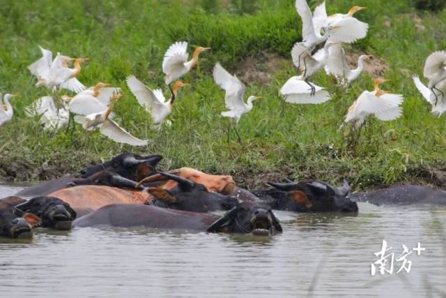 白鹭成群栖息。受访者 供图