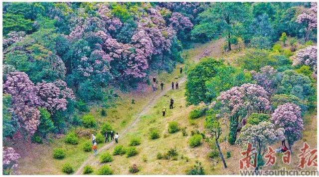 近日，八排山上高山杜鹃遍开，吸引不少游客前往。黄冬泳 摄