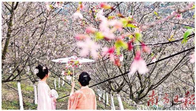 精心打扮的市民与风景如画的樱花园融为一体。      云安融媒供图