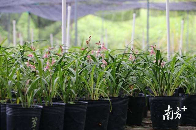 兰花竞放，产业园里春意浓。受访者供图