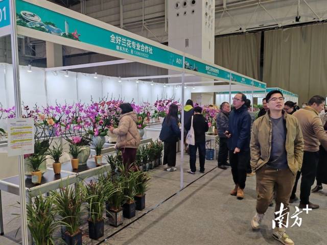 兰花走进展会，产业链不断延伸。受访者供图