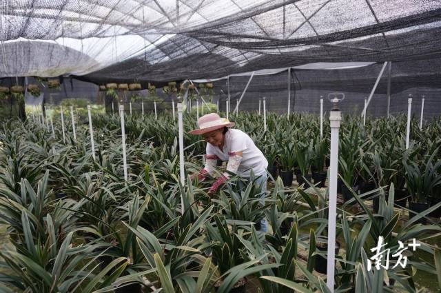 翁源兰花大棚，花农精心培育兰苗。受访者供图