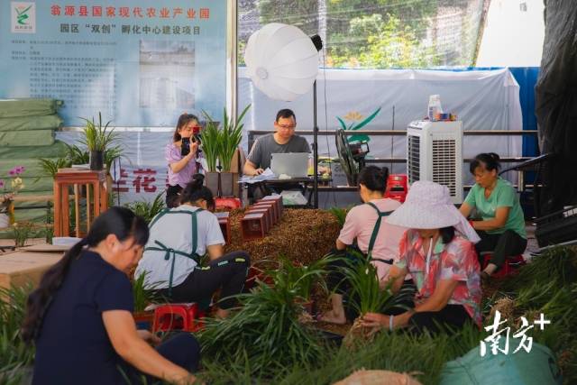 兰苗精细管护，长势喜人。受访者供图