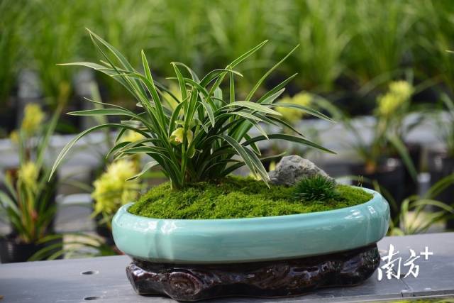 盆景兰花。受访者供图