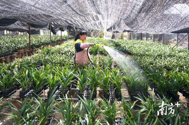 村民在大棚里为兰花浇水。受访者供图