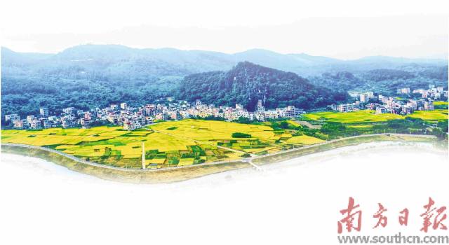 金黄稻田自成一景。