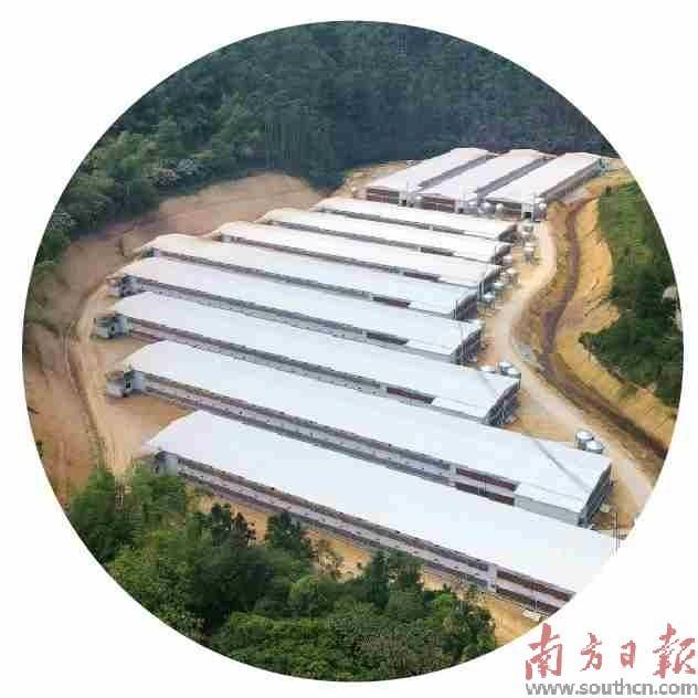     新兴县簕竹镇良洞村养殖小区。