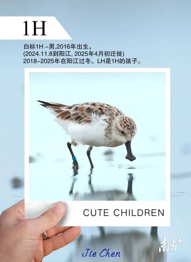 “鸟中大熊猫”勺嘴鹬1H。 